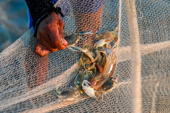 Fisherman releases crabs caught as by-catch 