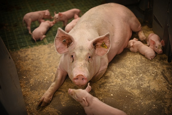 Scientists Transplanted Two Kidneys From Genetically Modified Pigs to a