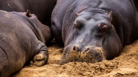 Hippopotamus sleep at enclosure 