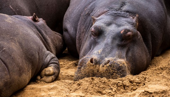Hippopotamus sleep at enclosure 