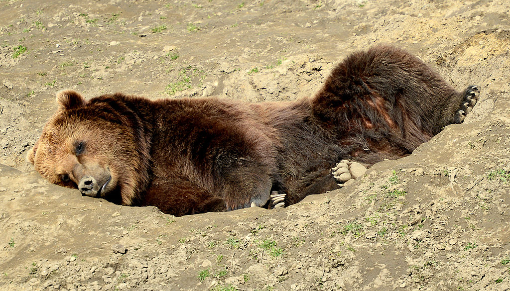 Brown Bears’ Change of Habitat Increased Predation Rates of Vulnerable Prey