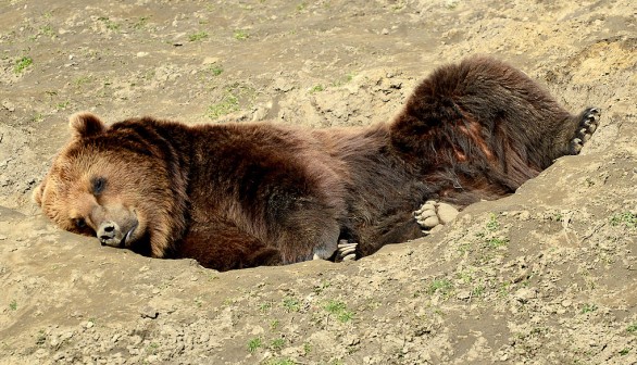 GERMANY-ANIMAL-WEATHER