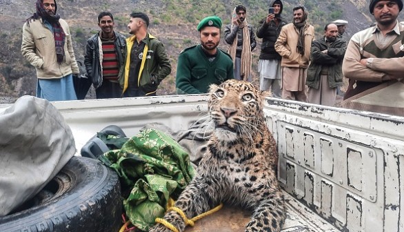 An employee (C) of the Azad Jammu and Kashmir (AJK) wildlife department rescues and shift an injured leopard at Neelum Valley
