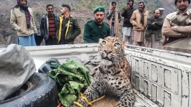 An employee (C) of the Azad Jammu and Kashmir (AJK) wildlife department rescues and shift an injured leopard at Neelum Valley
