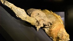 The frozen carcass of a 39,000-year-old female woolly mammoth named Yuka from the Siberian permafrost 