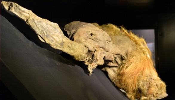 The frozen carcass of a 39,000-year-old female woolly mammoth named Yuka from the Siberian permafrost 