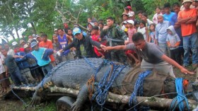 ‘Lolong’ World’s Largest Captive Crocodile Dead