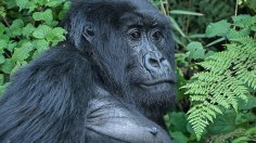 Gorilla