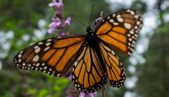 Monarch butterfly