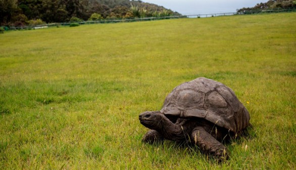 Jonathan the Giant Tortoise