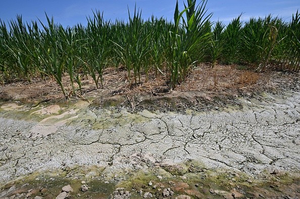 A dried and cracked soil in an irrigation ditch next to a corn field 
