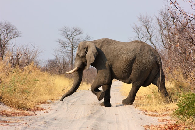 Saudi Tourist 'Killed on the Spot' After Aggressive Elephant Trampled