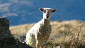 Researchers sequence sheep genome 