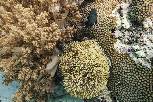 Coral reef 