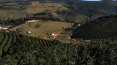 Brazil Is World's Leading Coffee Producer