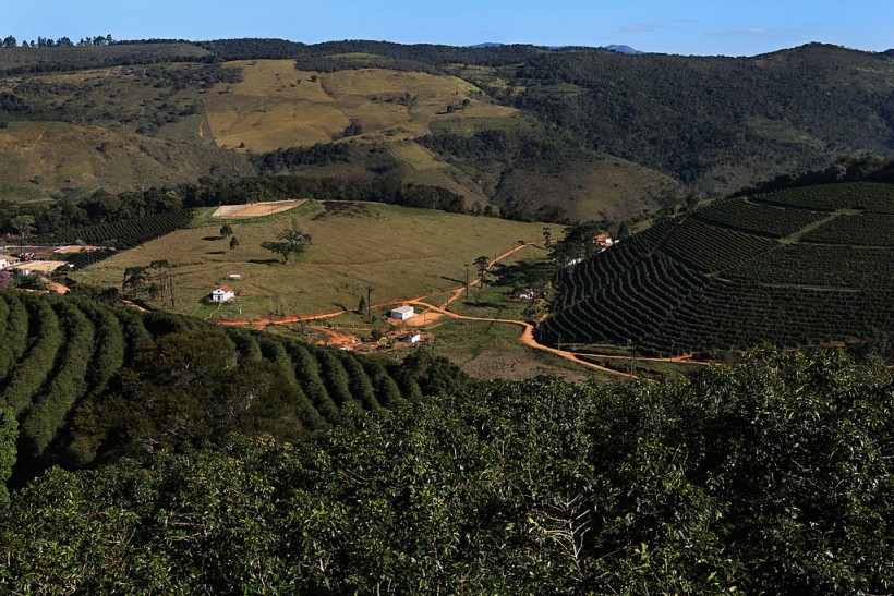 Brazil Is World's Leading Coffee Producer