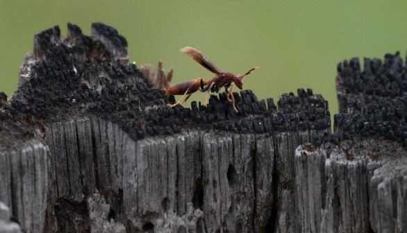 COLOMBIA-DEFORESTATION-COCA-LIVESTOCK