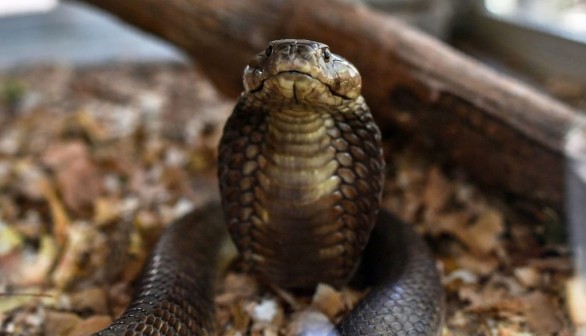 KENYA-HEALTH-ANIMAL-SNAKE