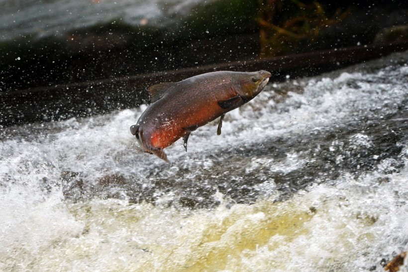 Salmon Return Upstream From The Atlantic To Spawn In Scottish Rivers