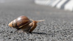 snail