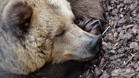 Climate Change Has a Significant Impact in the Hibernation of Animals