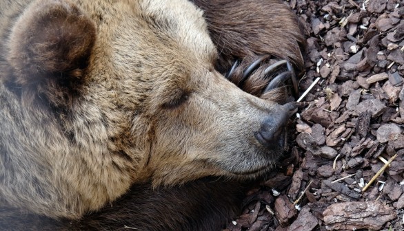 Climate Change Has a Significant Impact in the Hibernation of Animals
