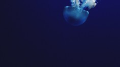 Jellyfish under water