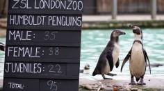 Annual Stock Take At ZSL London Zoo