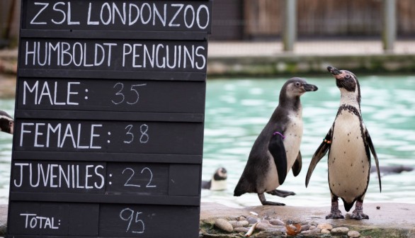 Annual Stock Take At ZSL London Zoo