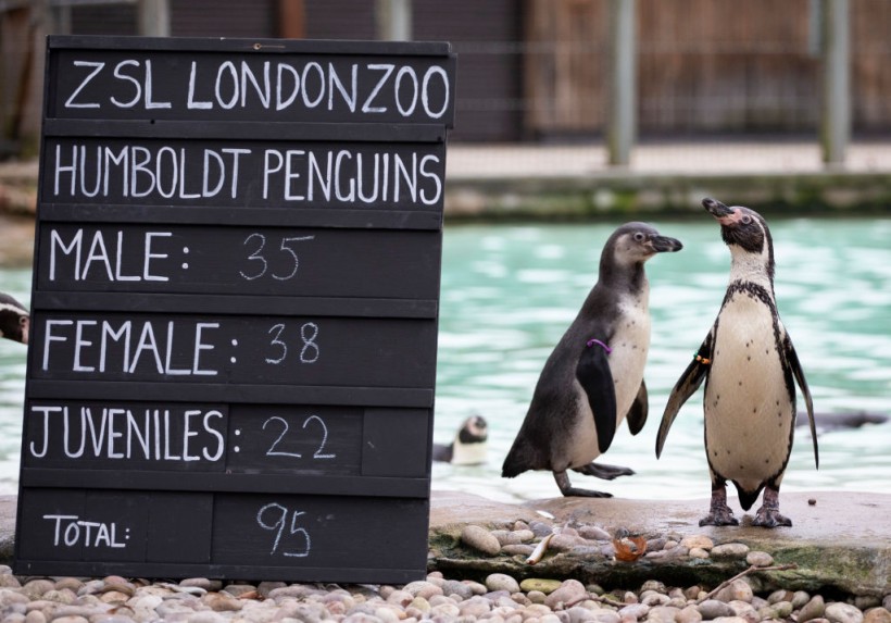 Annual Stock Take At ZSL London Zoo