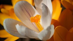 Crocus