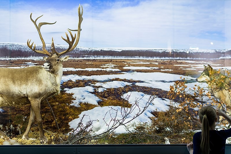 Reindeer at the Ice Age Centre.