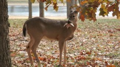 white-tailed deer