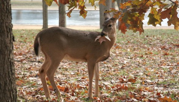 white-tailed deer