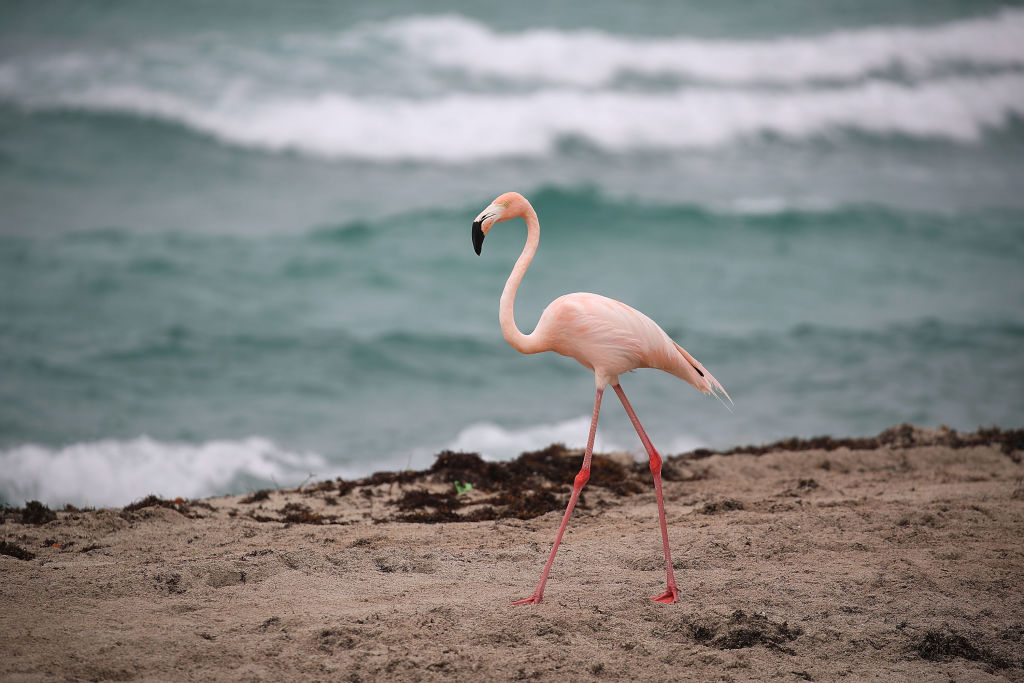 American Flamingos Sighted Again in Florida After Rare for 100