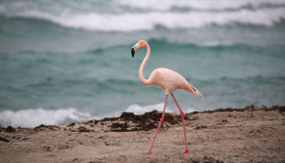 Rare Pink Flamingo Appears On Haulover Beach In Miami
