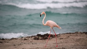 Rare Pink Flamingo Appears On Haulover Beach In Miami