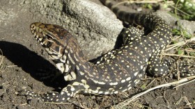 Argentine black and white tegu (Salvator merianae) juvenil, wildlife in Sierra de los Padres, Buenos Aires province, Argentina.