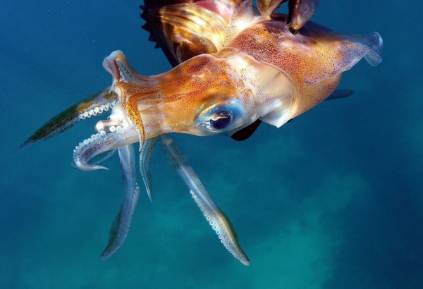 squid