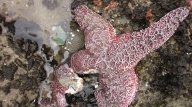 sea star wasting syndrome