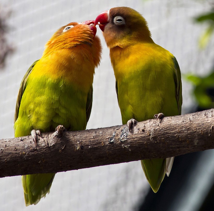 MEXICO-BIRDS-LOVEBIRDS
