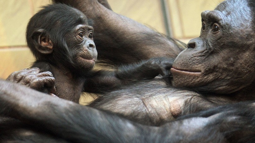 Three-months old baby bonobo Nakarla (L)