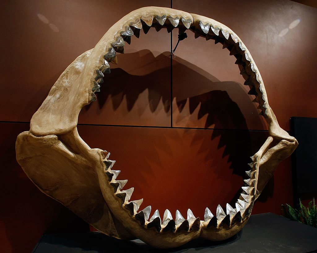 New Finding Opens Door to More Ideas about the Iconic Body Form of  Megalodons | Nature World News