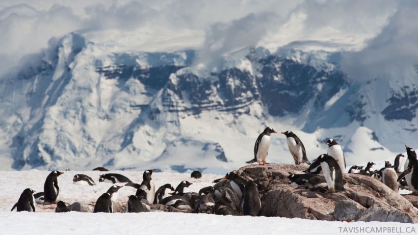 Top 6 reasons to travel on a cruise to Antarctica