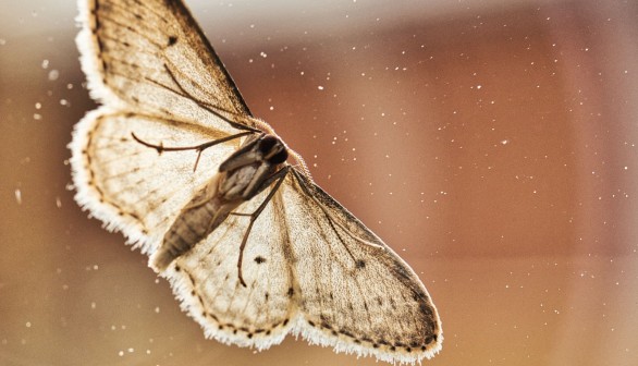 Met a moth on a backlit window