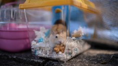 HK Plans To Cull Hamsters For Covid Prevention