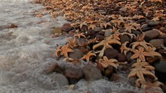 Thousands Of Starfish Wash Up On Devon Beach