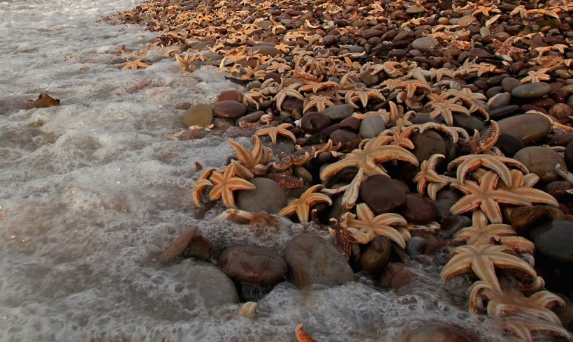 Thousands Of Starfish Wash Up On Devon Beach