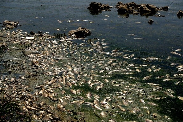 Dead Fishes