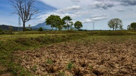 Drought paddy fields 